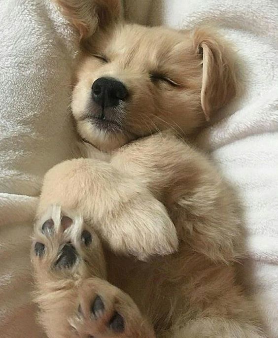 Golden retriever puppy sleeping