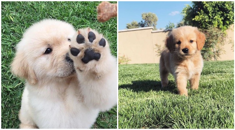 Golden retriever cute puppies: Pics that will make you go “Awww”