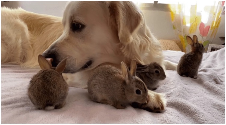 Baby Bunnies Think This Golden Retriever Is Their Daddy