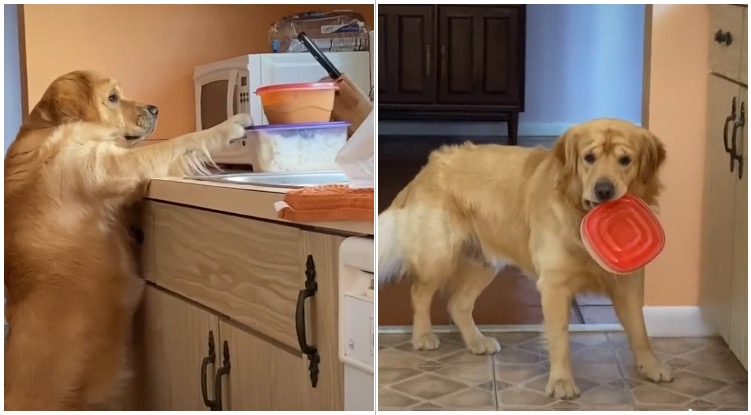 This Goldie Is A True Expert When It Comes To Stealing Food