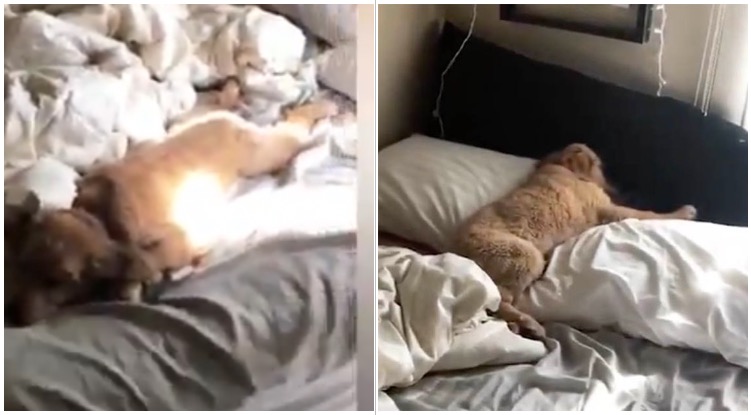 Monday Mood: Golden Retriever Pretends To Be Sleeping To Avoid Going On A Walk