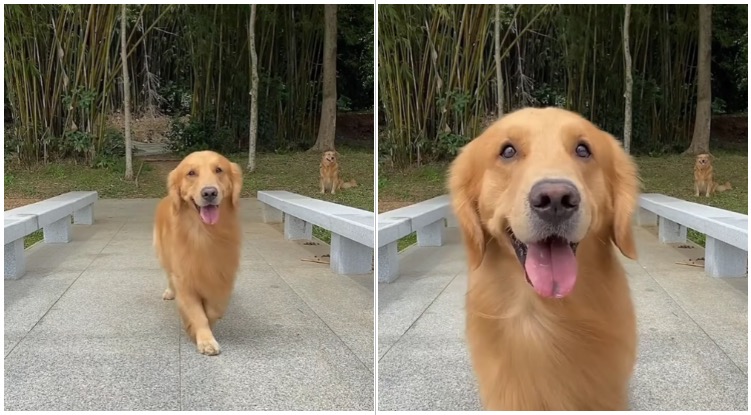 This Golden Retriever Dancing To Ariana Grande’s New Song Is The Type Of Content I Want To See On The Internet