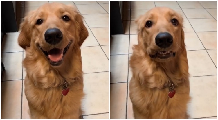 Golden Retriever Experienced Second-Hand Embarrassment After Thinking Her Owner Farted