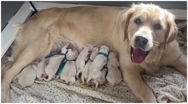 Proud Golden Retriever Mommy Welcomed 14 Puppies!