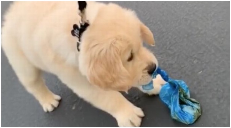 Incredibly Polite Golden Retriever Puppy Carries His Own Poo Bag