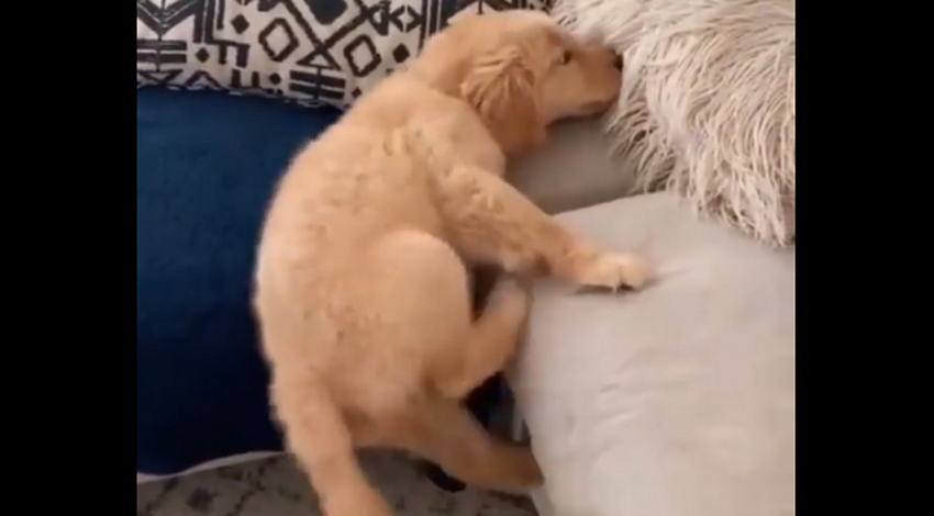 Golden Retriever Puppy Shows Incredible Will While Climbing On The Sofa