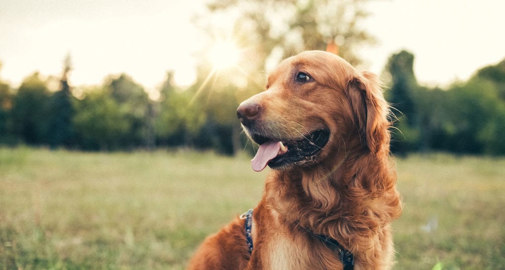 Stunning Shades Why Golden Retrievers Come In So Many Different Colors