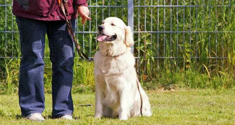 How to train your dog to walk on a leash