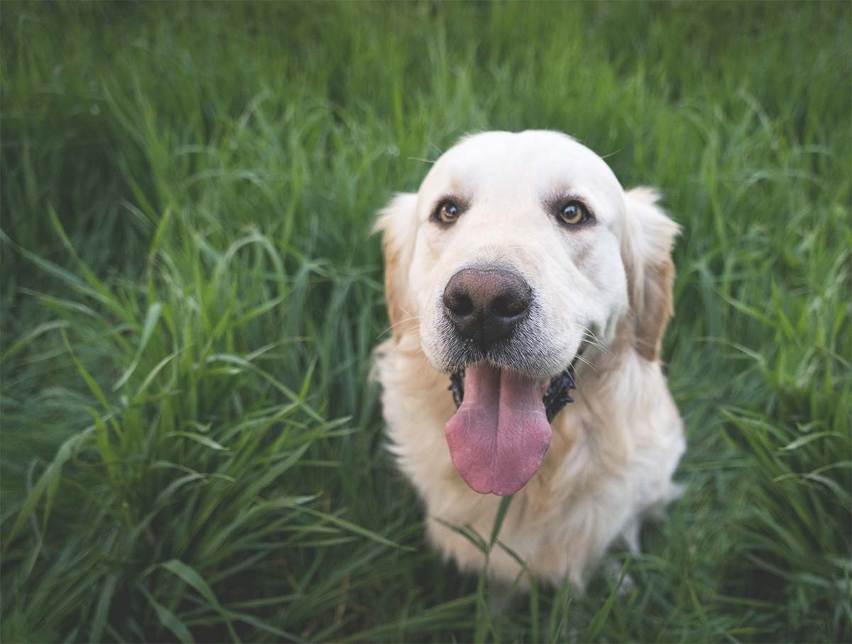 Personality and Grooming: Things You Should Definitely Know Before Getting A Golden Retriever