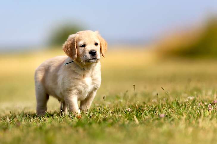 Picture of a Golden retriever puppy