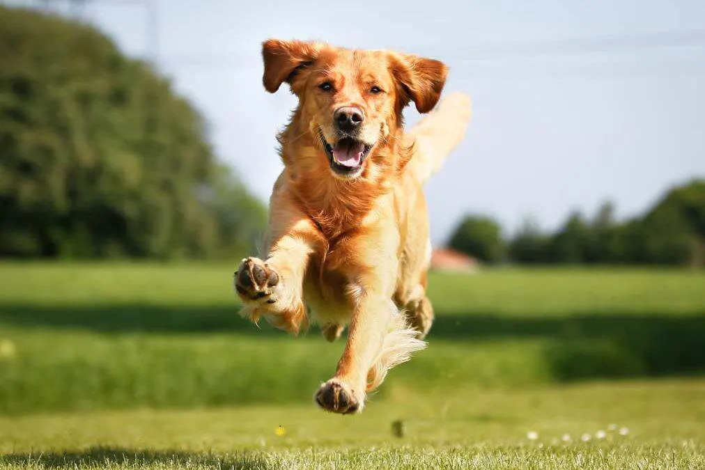 Picture of a Golden retriever in order to answer How to train your dog to walk on a leash