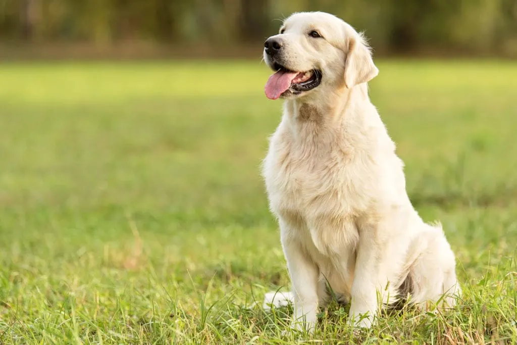 Cream Golden retrievers are very special