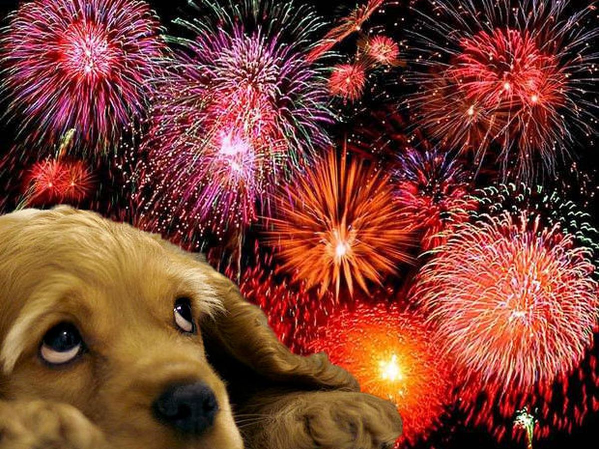 How To Keep Your Dog Safe & Happy During Fireworks