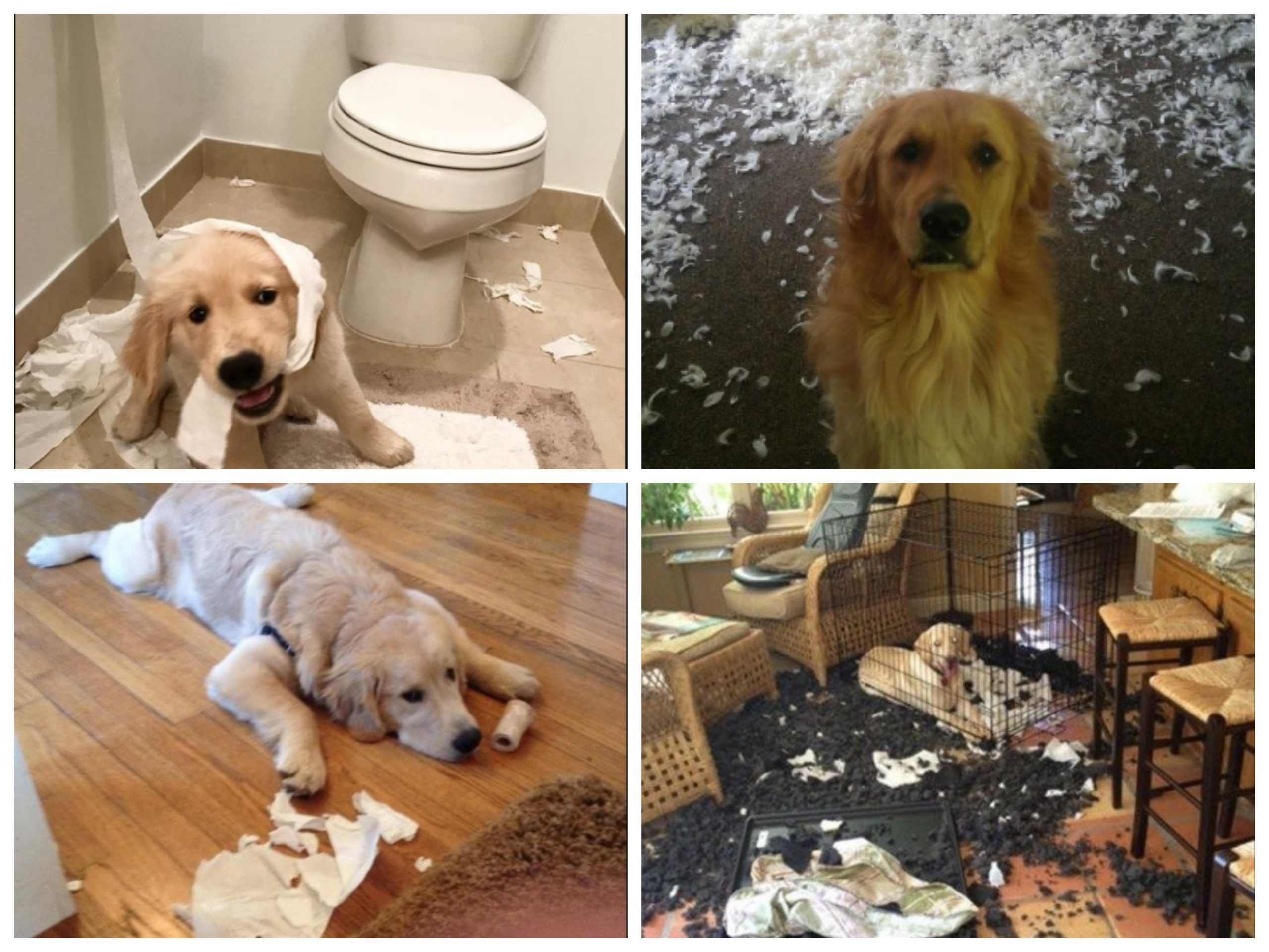 The Owners Of These Golden Retrievers Must Have Strong Nerves. Here’s Why