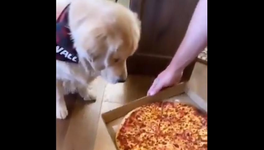 Mamma Mia Is This Pizza?! Golden Retriever Pup Is Overjoyed While Being Spoiled