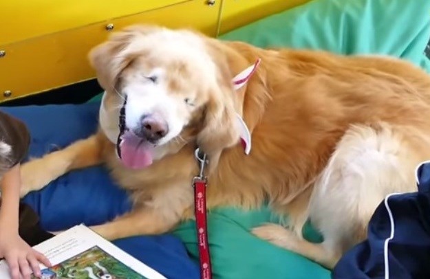 Meet Smiley, a Therapy Dog With No Eyes Who Delights His Patients!