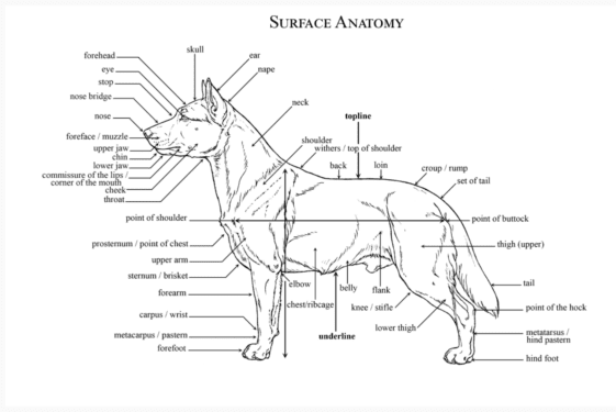 Golden Retriever Types: Characteristics & Differences - Golden