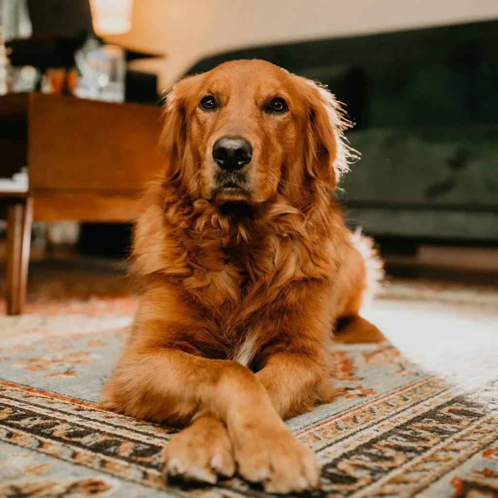 Red Golden retriever