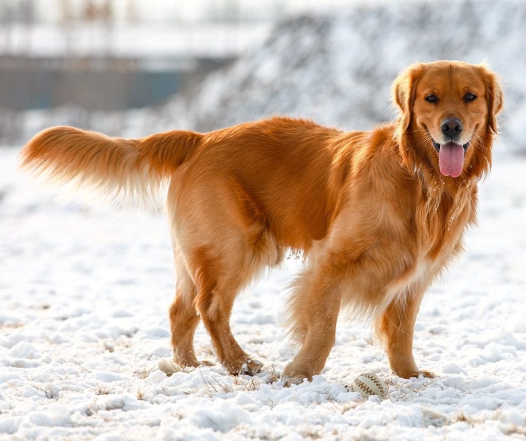 Stunning Shades: Why Golden Retrievers Come In So Many Different Colors ...