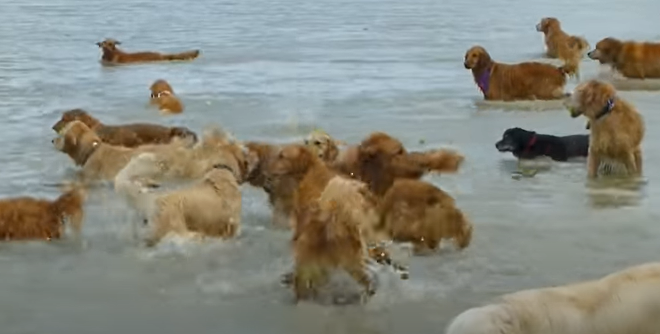Beach Party: Every Dog’s Dream