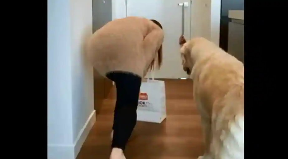 This Video Will Show You Why The Golden Retrievers Are a Man’s Best Friend