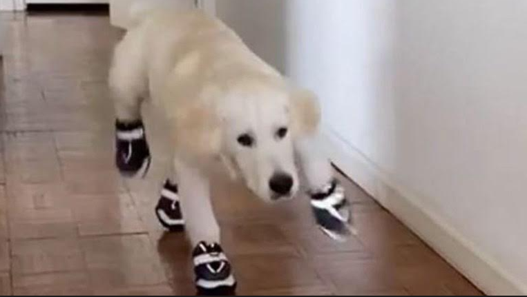 The Dog Tried to Walk in Snow Boots, The Owner Could Not Stop Laughing, So Couldn’t We