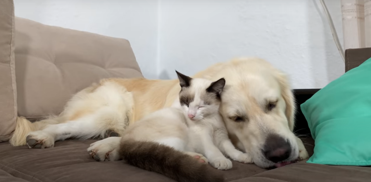 Cute Cat Demands Petting from Golden Retriever