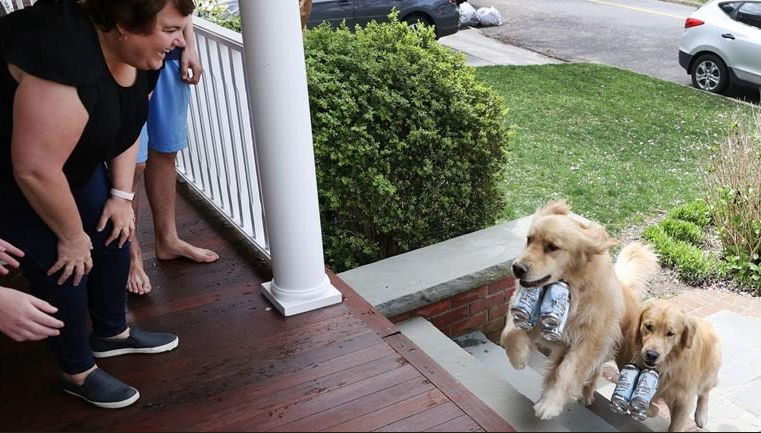 Golden Retrievers Deliver Beer To Quarantined People