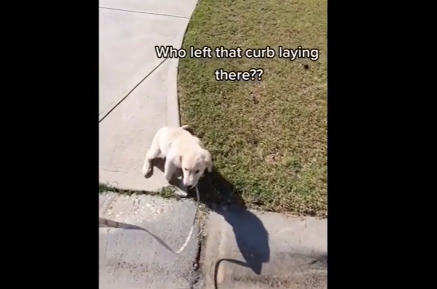 Golden Retriever Puppy Wants To Take Her Dad For a Walk But It Doesn’t Go So Smoothly