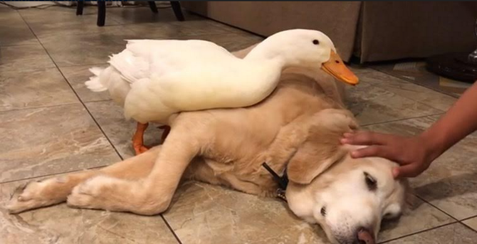 Duck Rudy Doesn’t Let People Touch His Best Friend