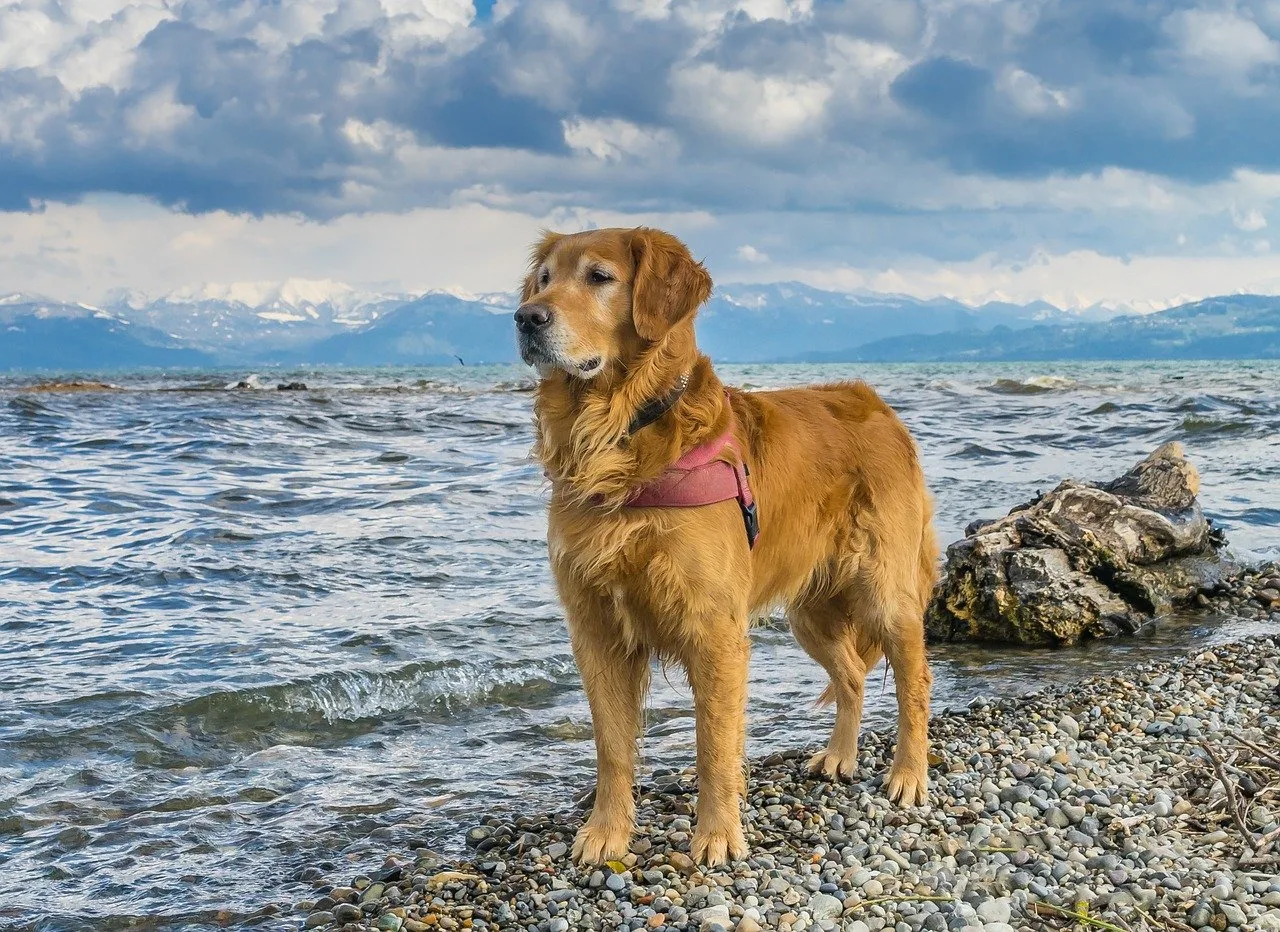 Cushing's Disease In Golden Retrievers