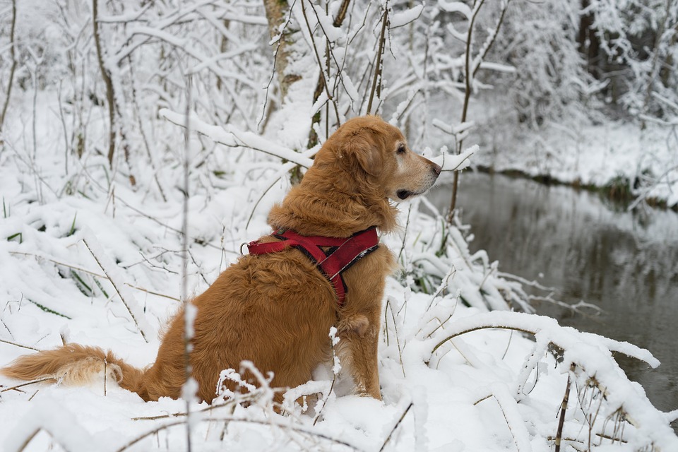 How To Keep Your Dog Safe During The Winter