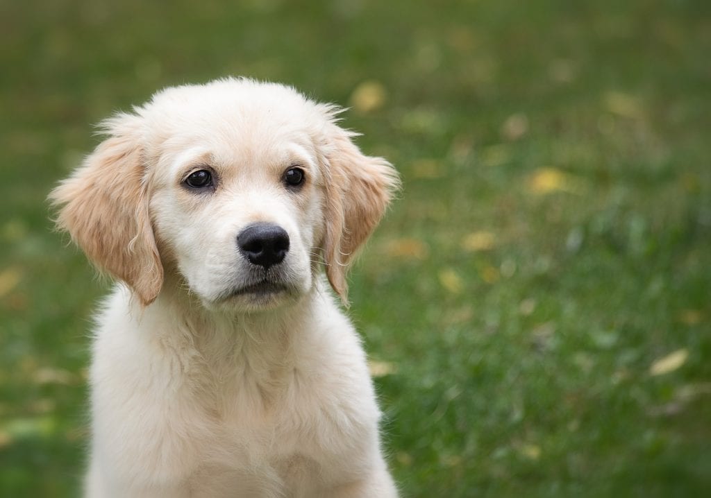 Golden Retriever Types Characteristics & Differences Golden