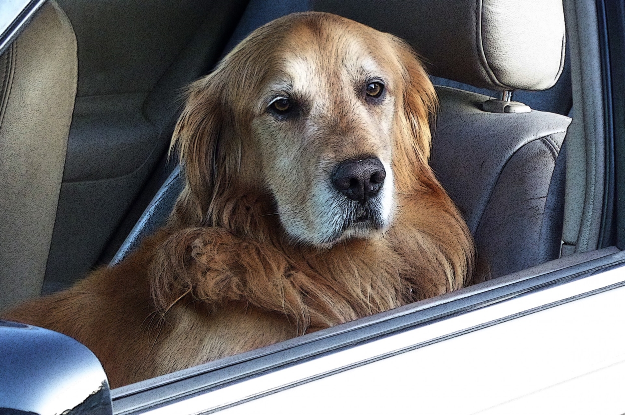 Car Travel With Golden Retriever: Tips And Tricks You Need to Know