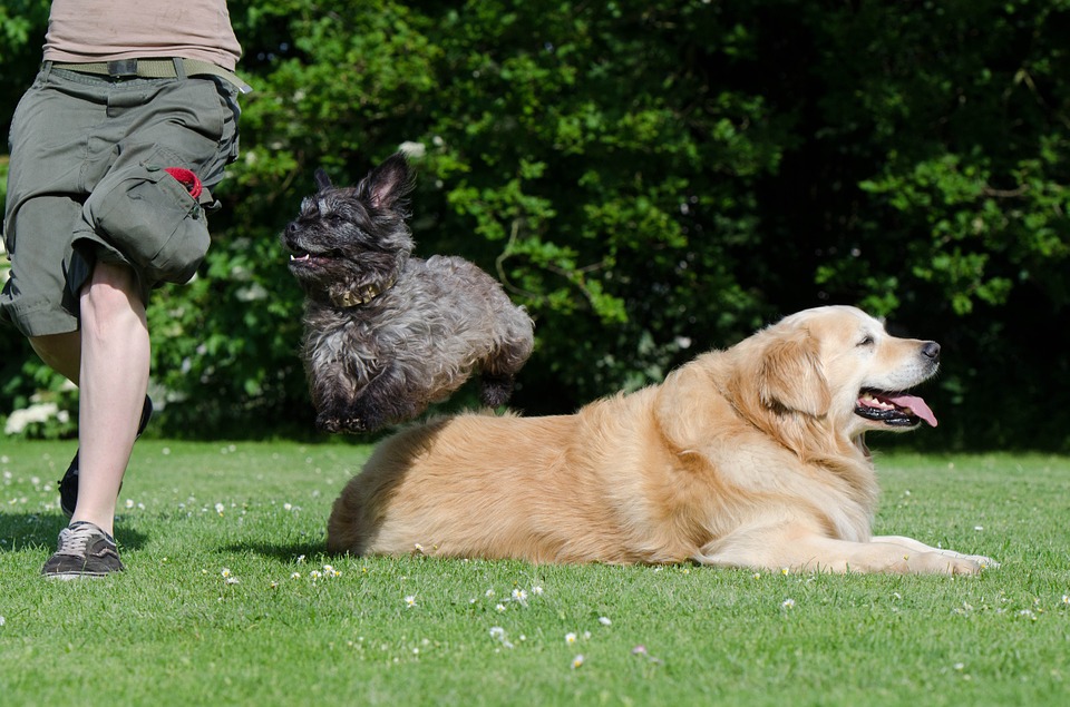 It’s just unfair: Golden Retrievers robbed and never won the prize in Westminster show