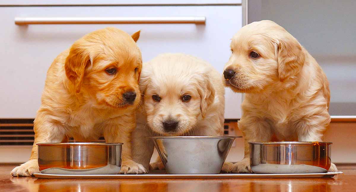 Best Foods For Your Goldens, And What You Definitely Should NOT Feed Them