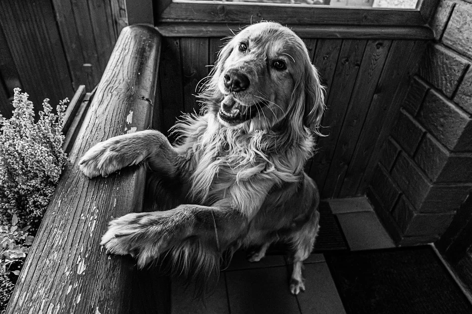 Golden Retrievers Don’t Bark A Lot And Here’s Why