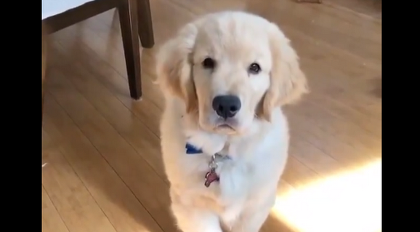 This Golden Retriever Performs Ninja Attack That Will Kill You with Cuteness