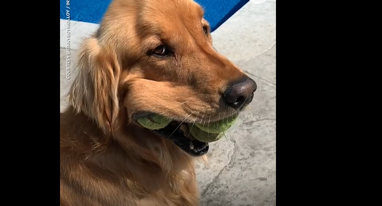 This Golden Retriever Just Broke Current Guinness World Record