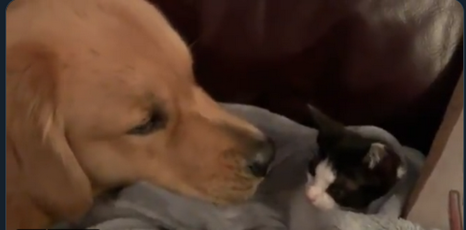 Golden retriever trying to convince kitty to make a peace gone viral