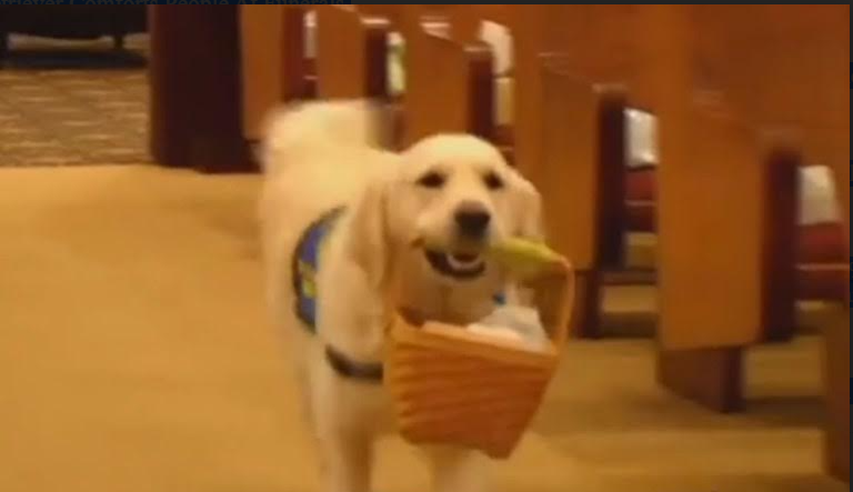 A Three-Year-Old Golden Retriever Comforts People At Funerals