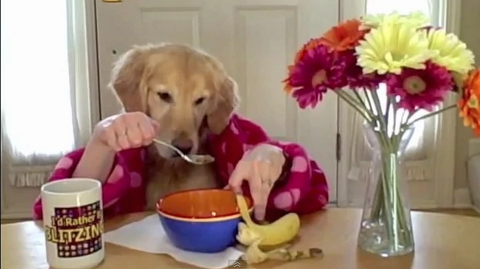 Take A Look At A Dog That “Eats With His Hands” And Makes A Cake!