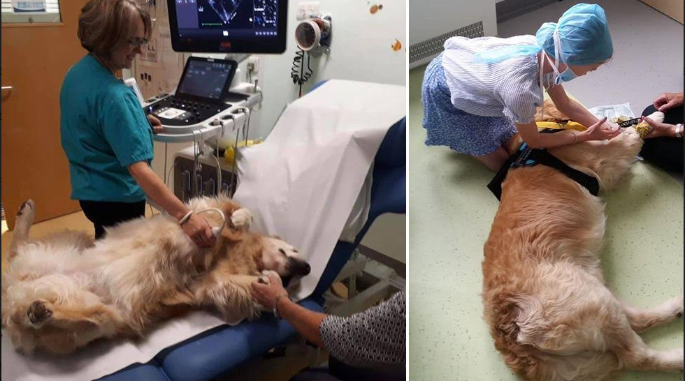 Golden Retrievers Show Sick Children How To Pass Hospital Tests More Easily
