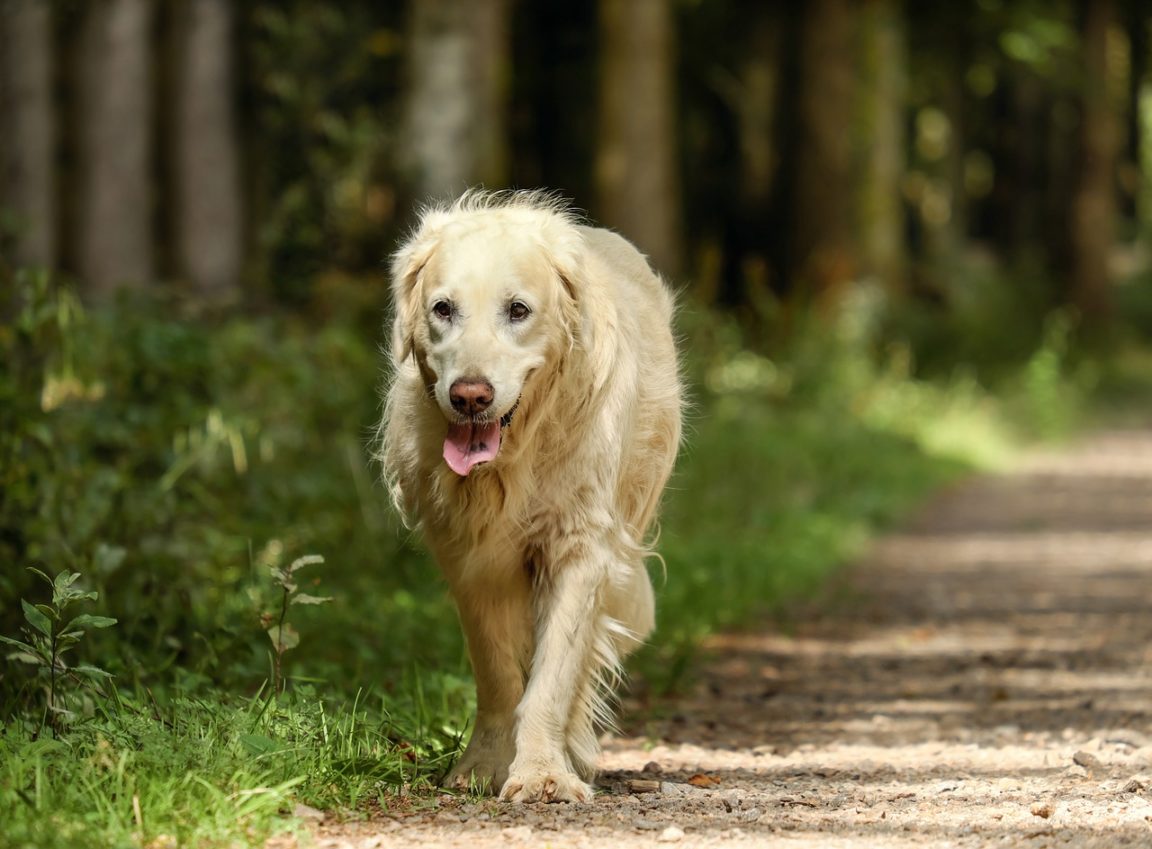 Hip Dysplasia In Golden Retrievers
