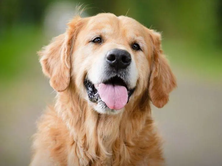 A beautiful light Golden retriever