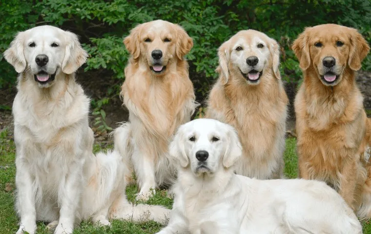 Types of Golden retrievers