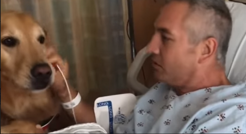 See The Reaction Of The Retrievers When They Saw The Owner After Heart Surgery