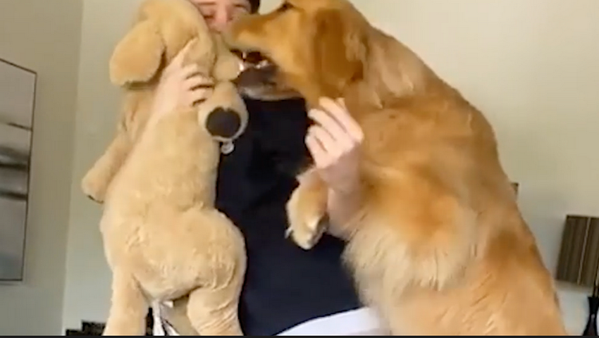 A jealous dog made everyone laugh: He tried to stop his owner from hugging and cuddling with a stuffed dog