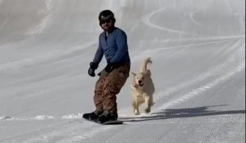 This golden retriever simply loves winter sports