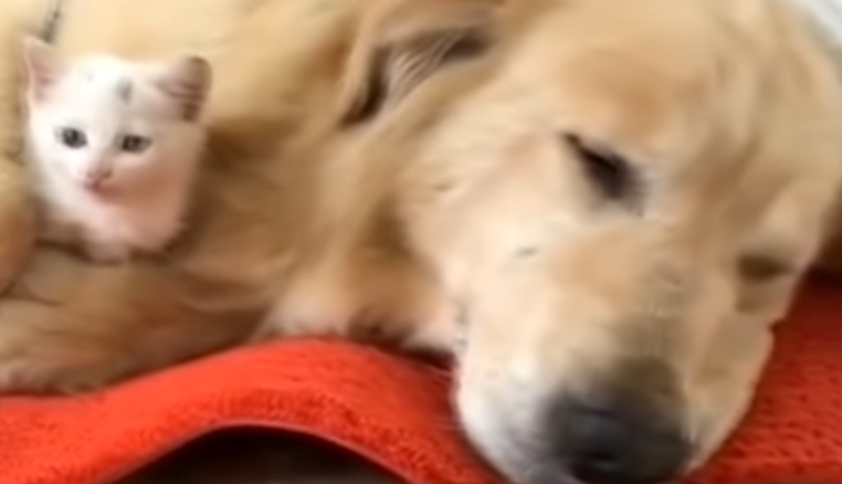 A Golden Retriever Found a Kitten on the Street, Brought it Home And Saved Her Life